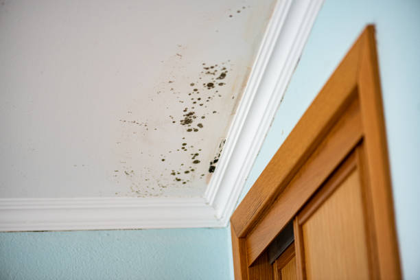 Best Emergency Mold Removal  in Wellington, TX