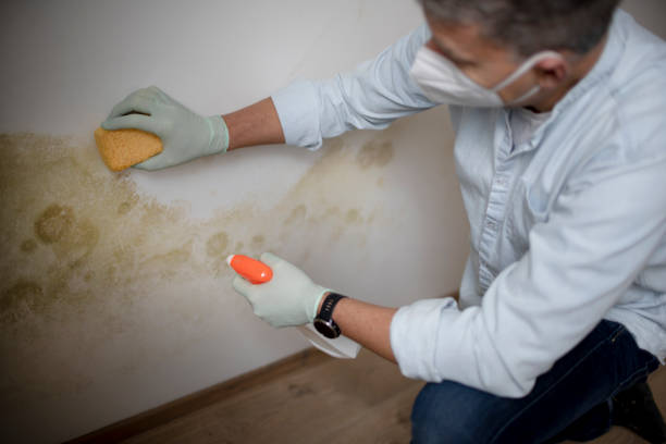 Best Certified Mold Removal  in Wellington, TX