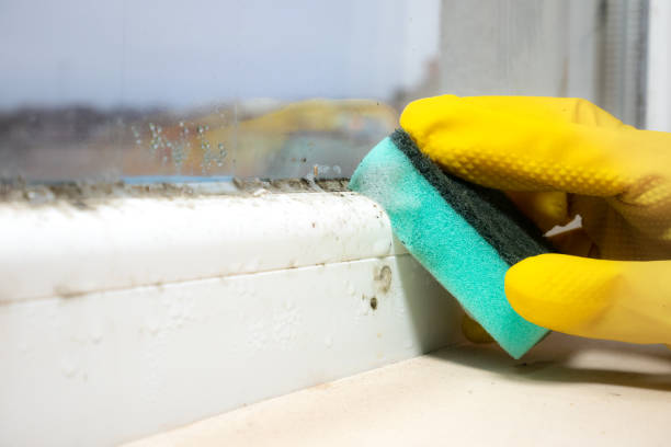  Wellington, TX Mold Removal Pros