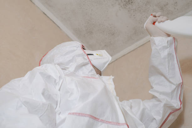 Certified Mold Removal in Wellington, TX