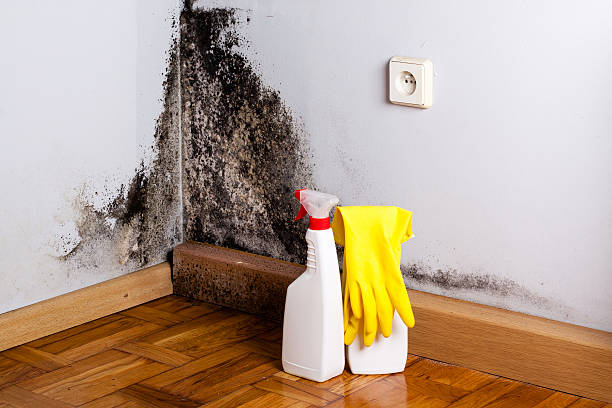 Best Mold Removal Company Near Me  in Wellington, TX