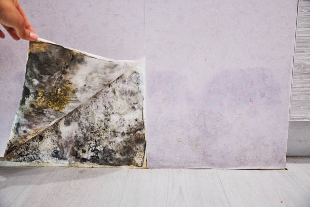 Best Mold Remediation  in Wellington, TX